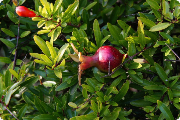 Dwarf pomegranate