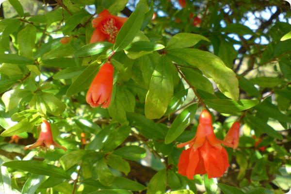 Dwarf pomegranate