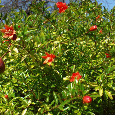 Dwarf pomegranate