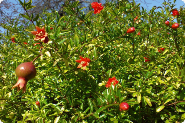 Dwarf pomegranate