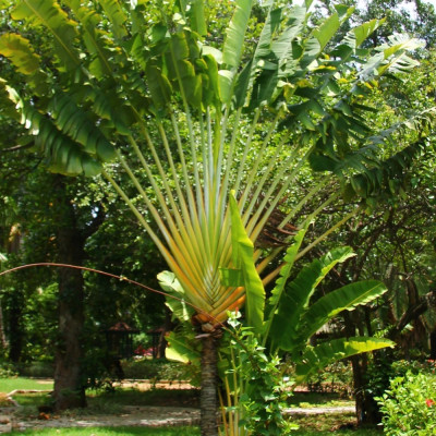 Baum des Reisenden