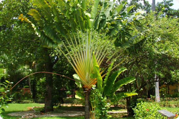 Baum des Reisenden