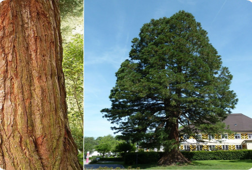 Mountain redwood