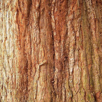 Berg - Mammutbaum