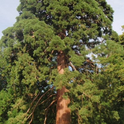 Berg - Mammutbaum