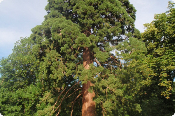 Berg - Mammutbaum