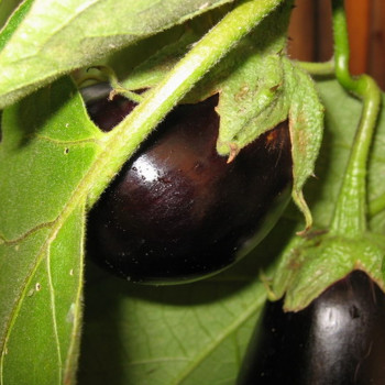 Eierbaum