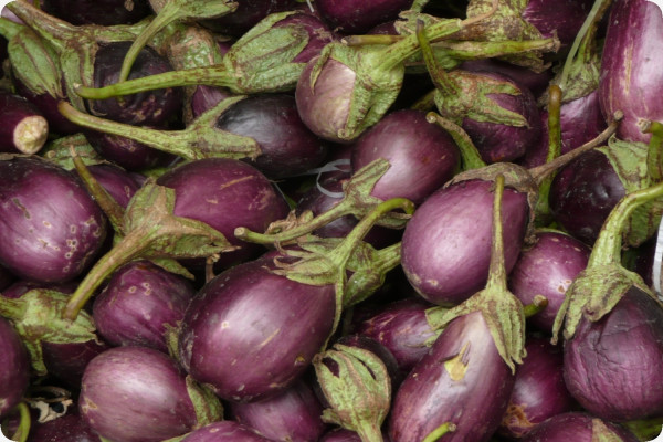 Eierbaum