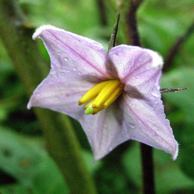 Eierbaum