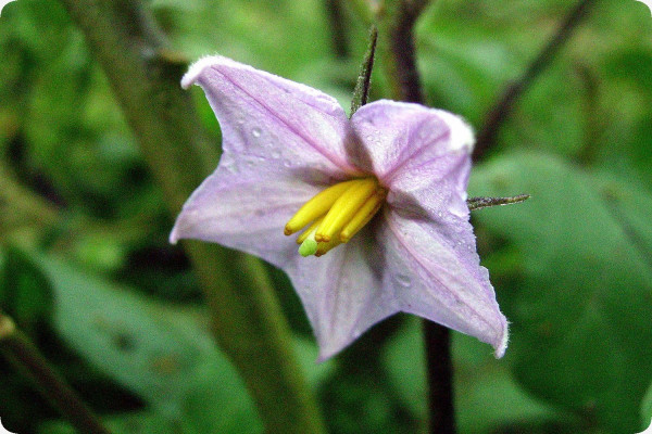 Eierbaum