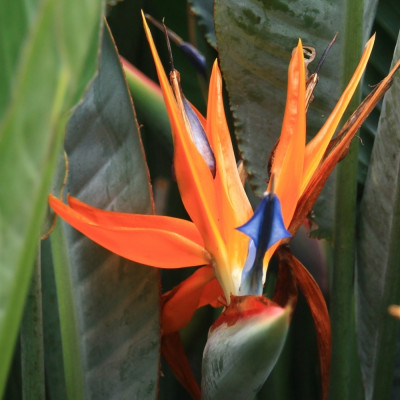 Paradiesvogelblume - reginae