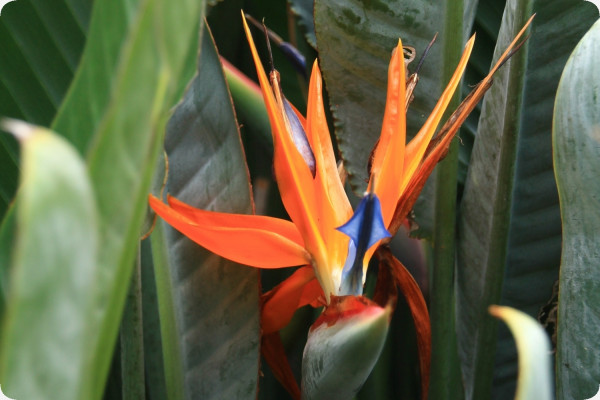 Paradiesvogelblume - reginae