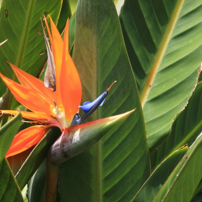Paradiesvogelblume - reginae
