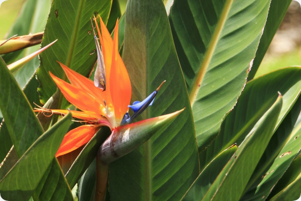 Paradiesvogelblume - reginae