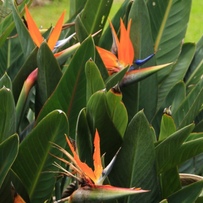 Paradiesvogelblume - reginae
