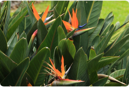 Paradiesvogelblume - reginae