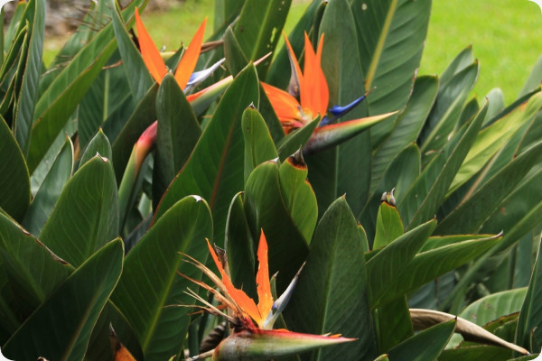 Paradiesvogelblume - reginae