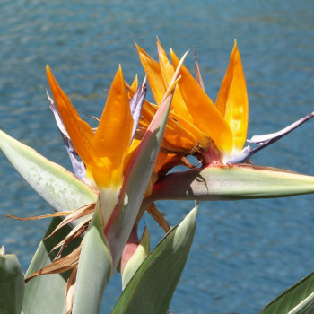 Paradiesvogelblume - reginae