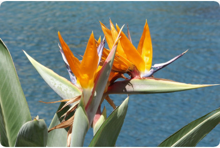 Paradiesvogelblume - reginae