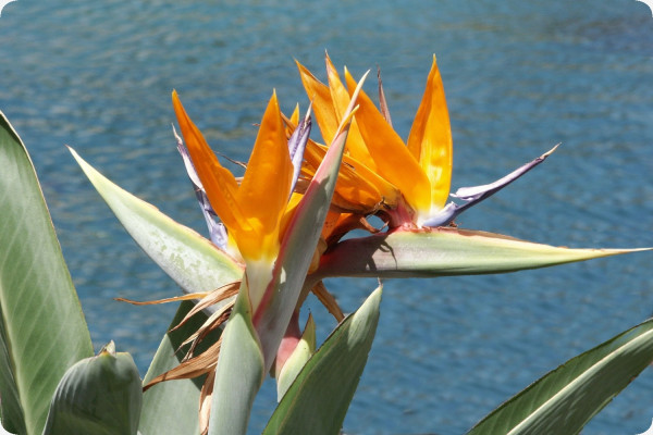 Paradiesvogelblume - reginae