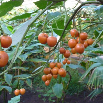 Tropischer Tomatenbaum / Tamarillo