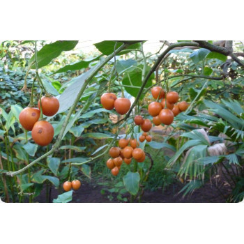 Tropischer Tomatenbaum / Tamarillo