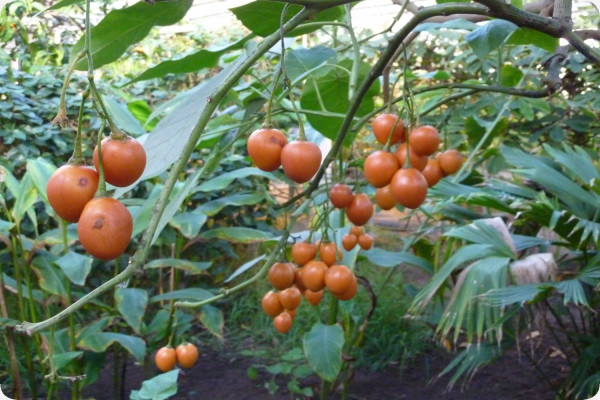 Tropischer Tomatenbaum / Tamarillo