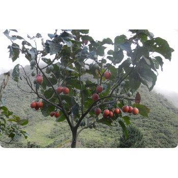 Tropischer Tomatenbaum / Tamarillo