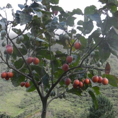 Tropischer Tomatenbaum / Tamarillo