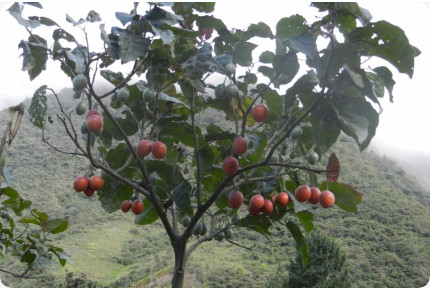 Tropischer Tomatenbaum / Tamarillo