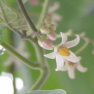 Tropischer Tomatenbaum / Tamarillo