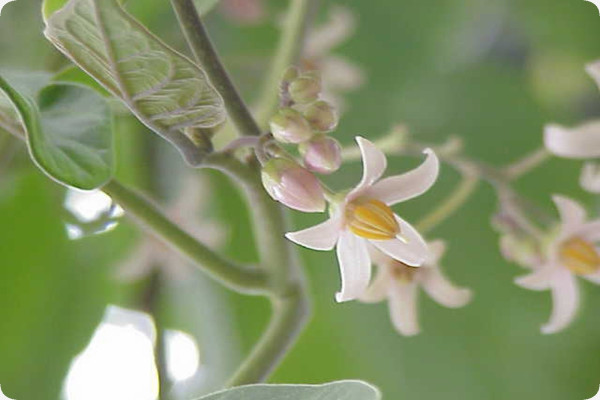 Tropischer Tomatenbaum / Tamarillo