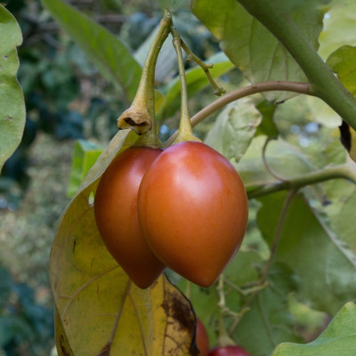 Tropischer Tomatenbaum / Tamarillo