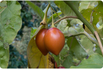 Tropischer Tomatenbaum / Tamarillo