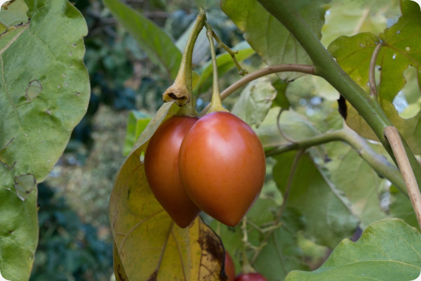 Tropischer Tomatenbaum / Tamarillo