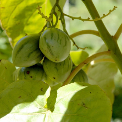 Tropischer Tomatenbaum / Tamarillo