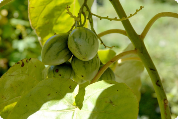 Tropischer Tomatenbaum / Tamarillo