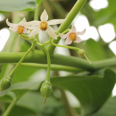 Tropischer Tomatenbaum / Tamarillo