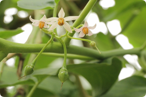 Tropischer Tomatenbaum / Tamarillo
