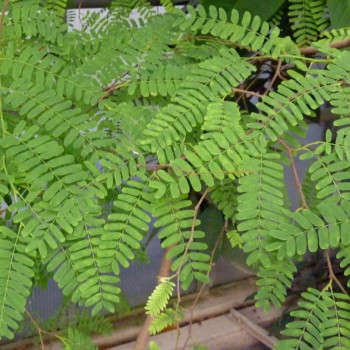 Tamarinde / Indischer Dattelbaum