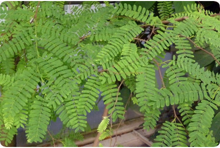 Tamarinde / Indischer Dattelbaum