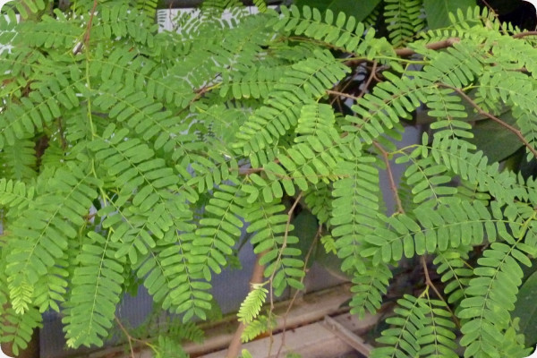 Tamarinde / Indischer Dattelbaum
