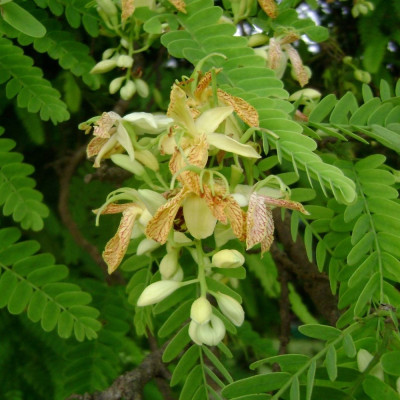 Tamarinde / Indischer Dattelbaum