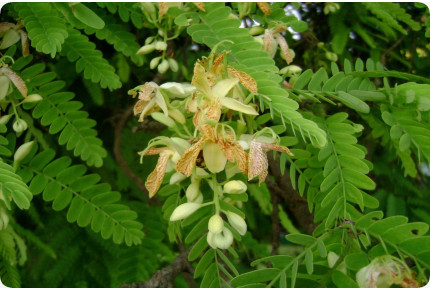 Tamarinde / Indischer Dattelbaum