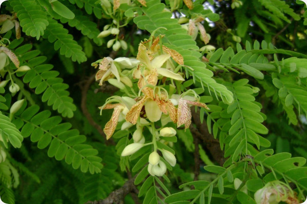 Tamarinde / Indischer Dattelbaum