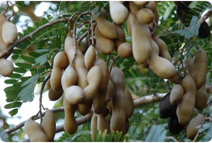 Tamarinde / Indischer Dattelbaum