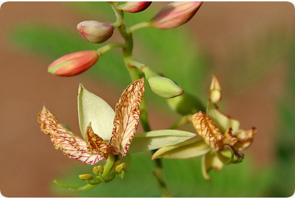 Tamarinde / Indischer Dattelbaum