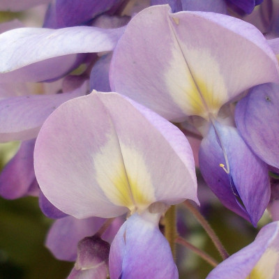 Wisteria