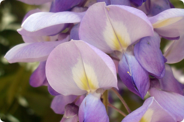 Wisteria