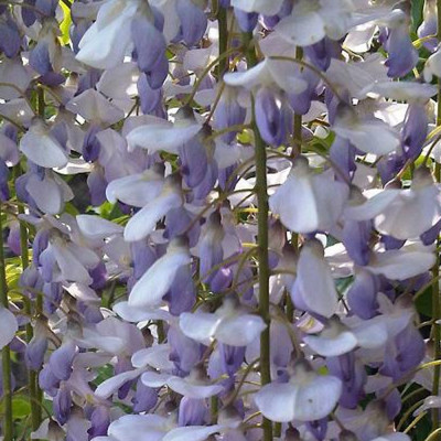 Wisteria